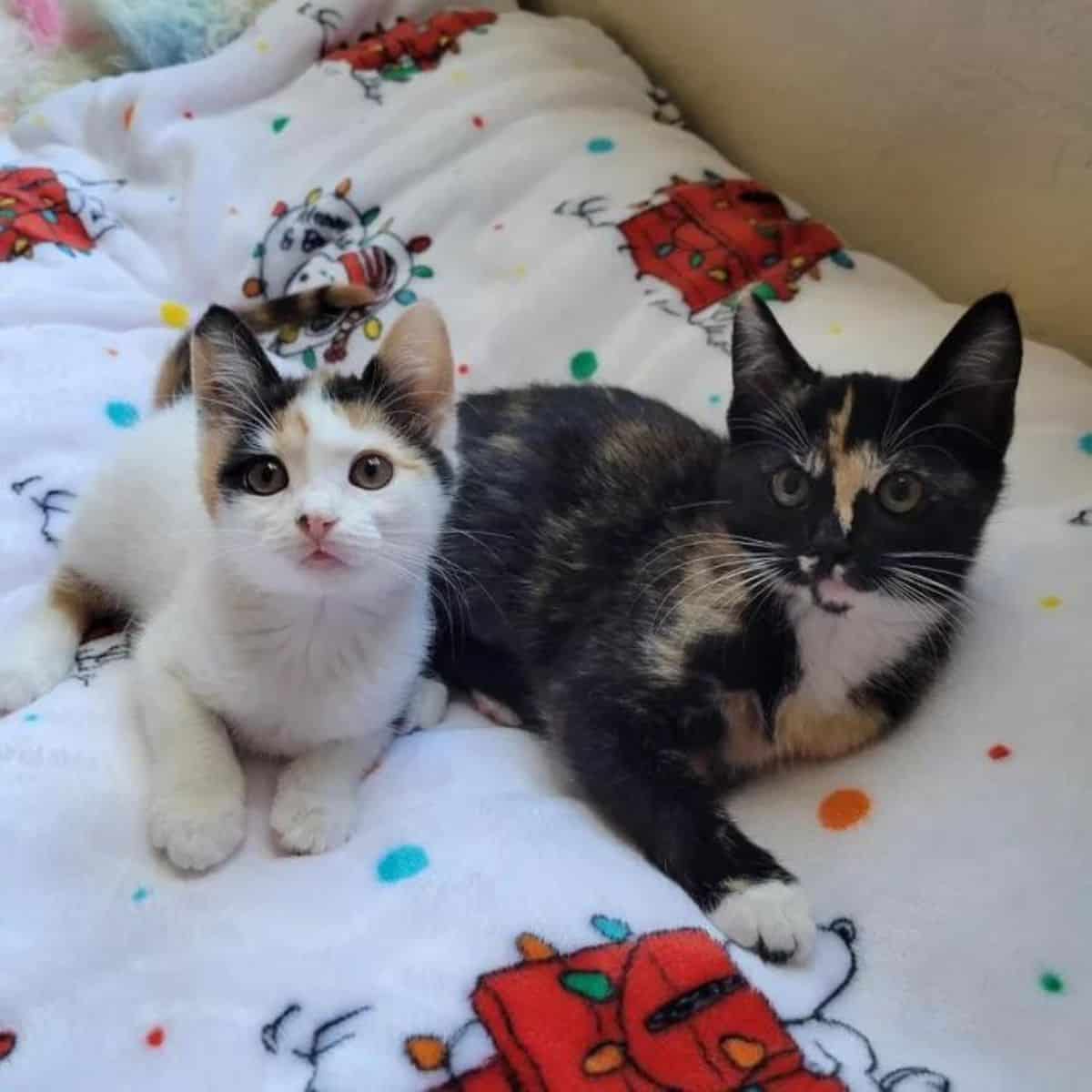 kittens on bed