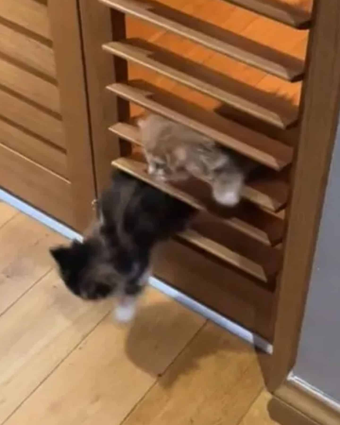 kittens passing through shutters