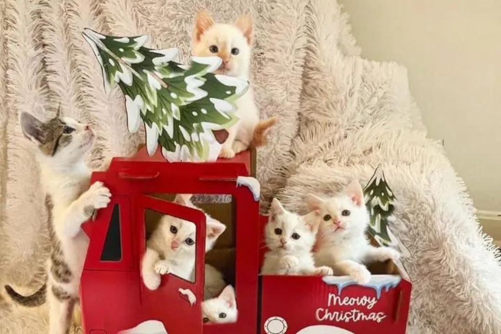 kittens with christmas decorations