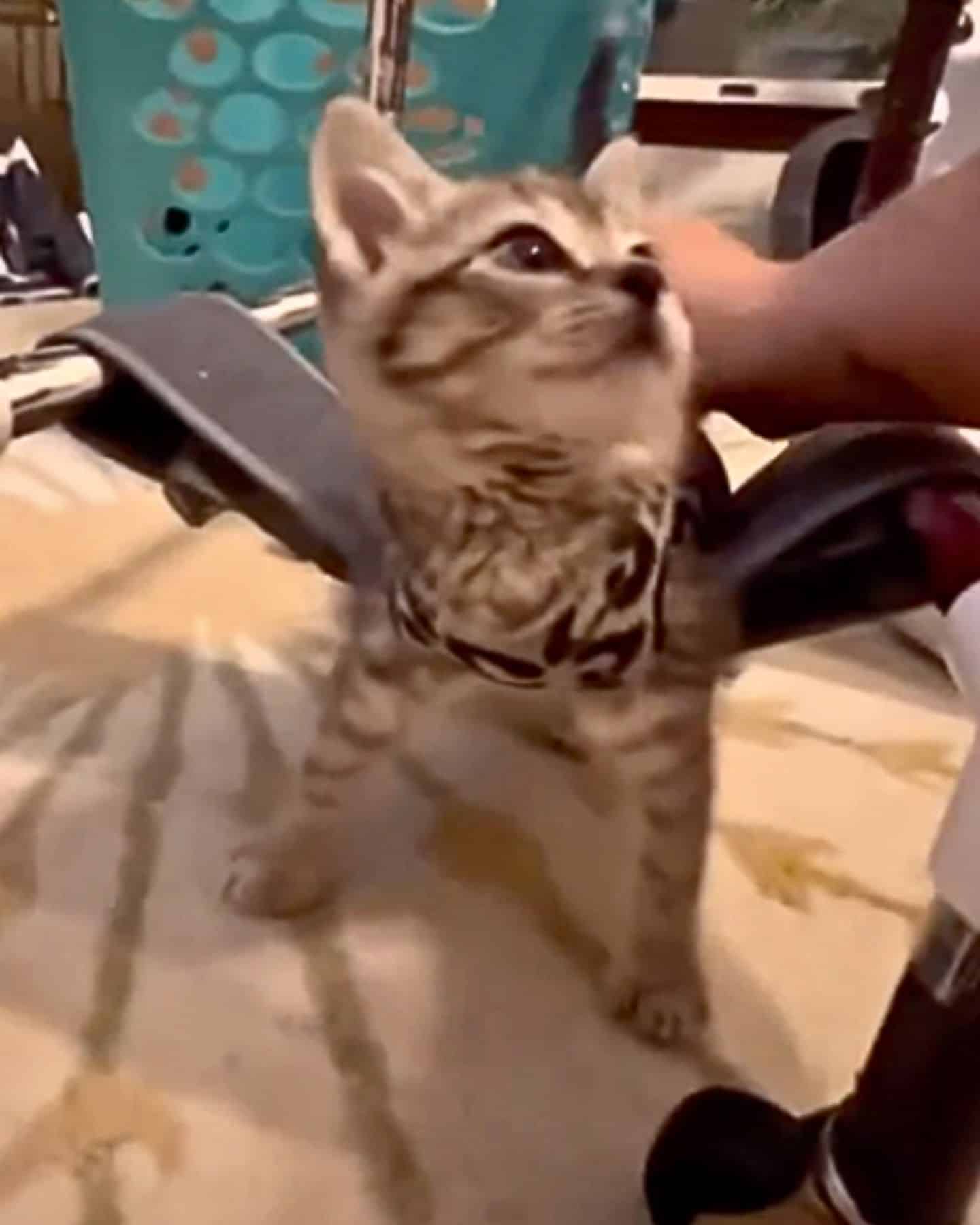 kitty being dragged by human hand