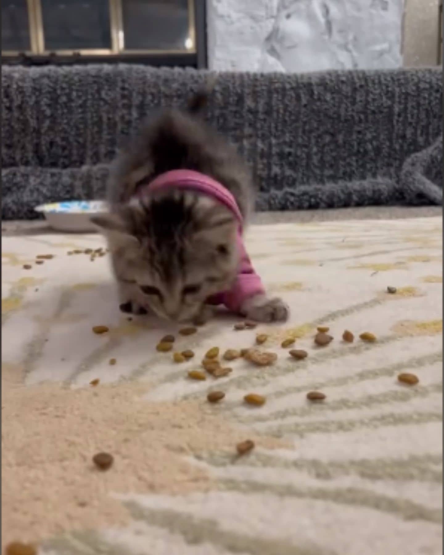 kitty eats food