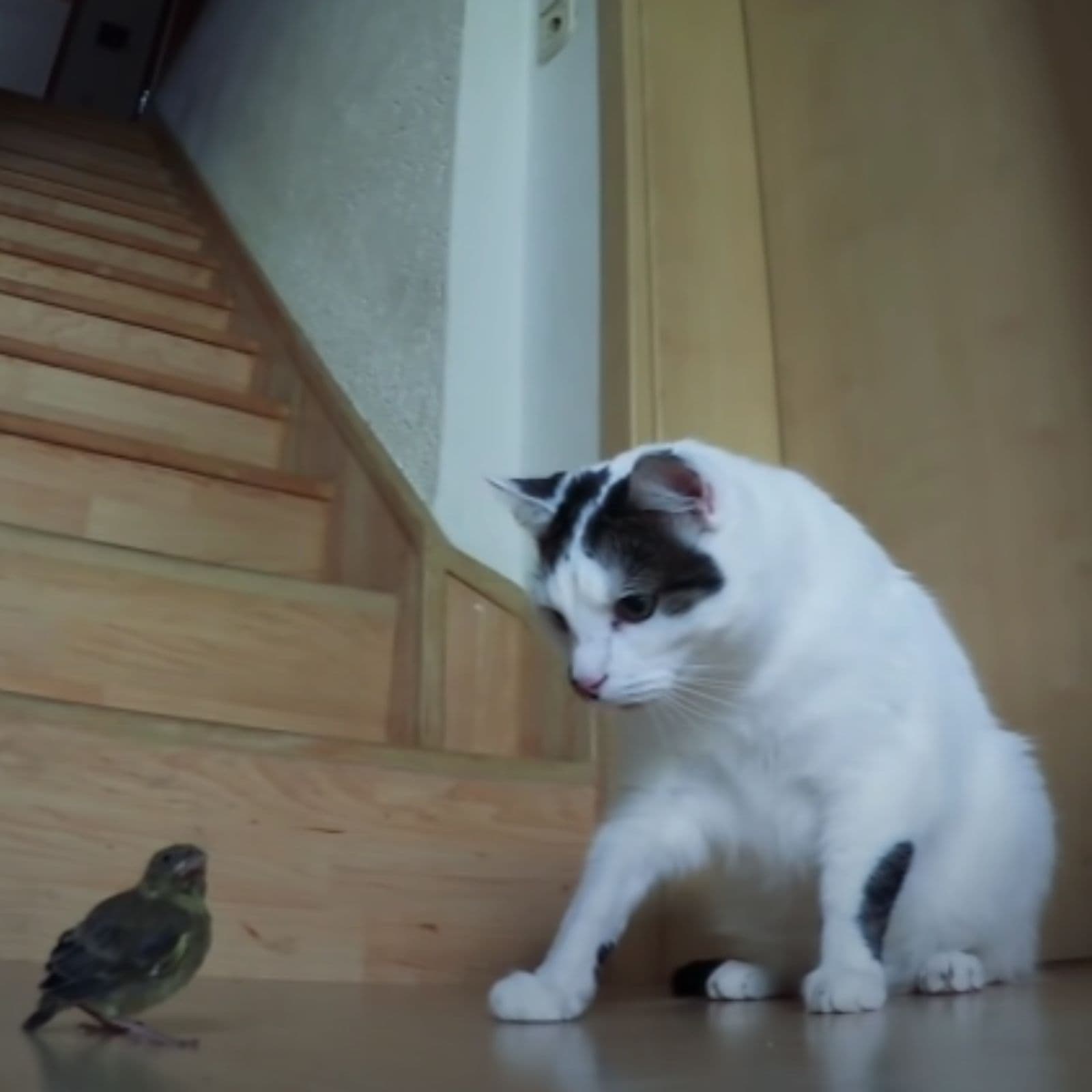 kitty with a bird
