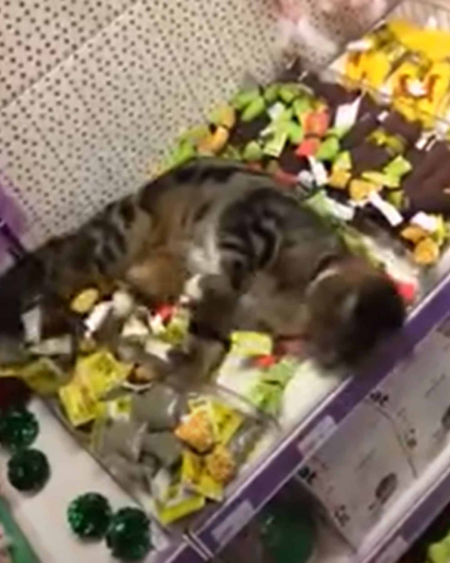 lost cat rolling in catnip products