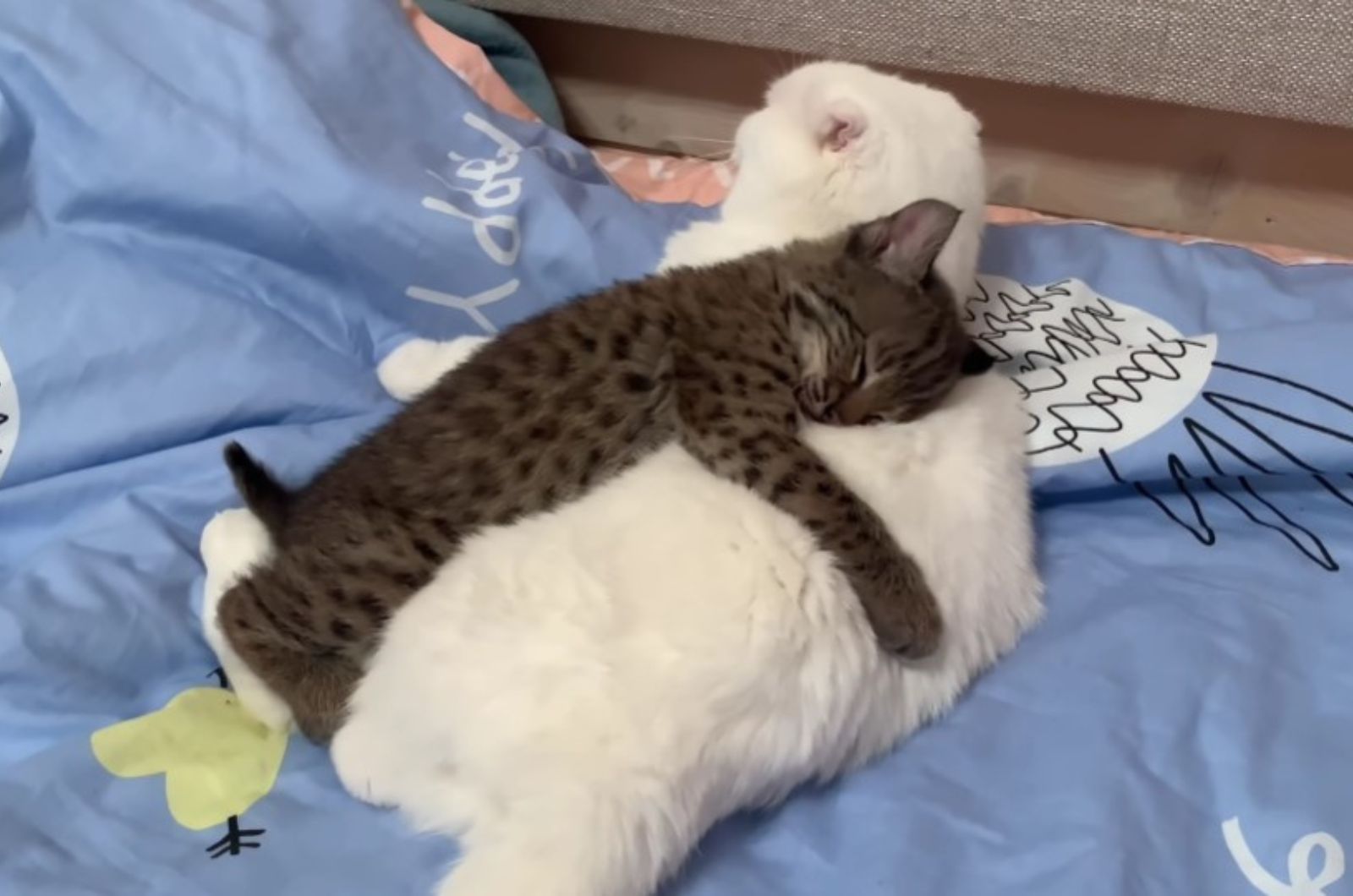 lynx hugging a white cat