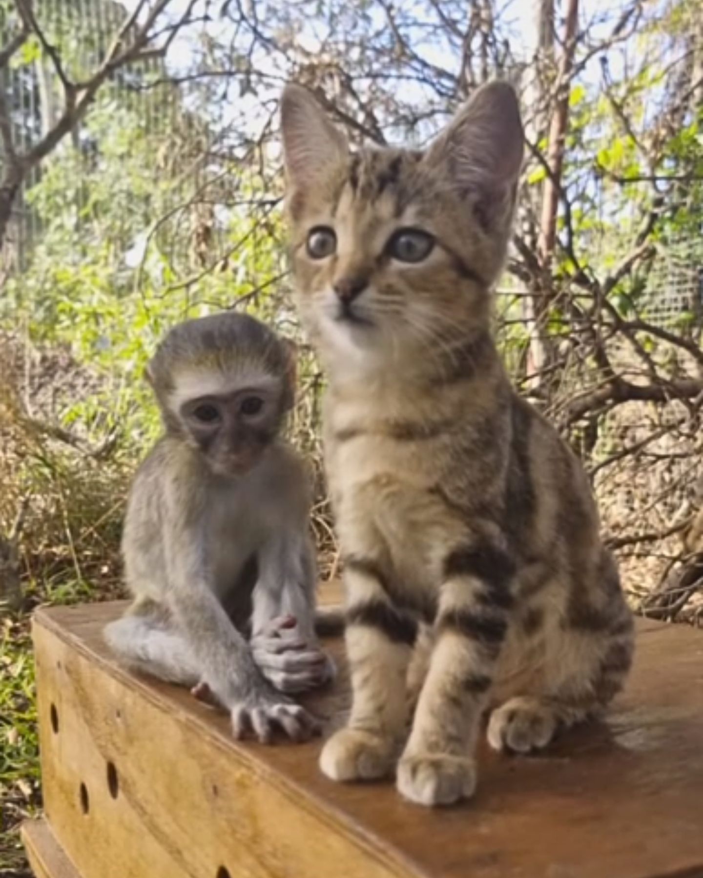 monkey with cat