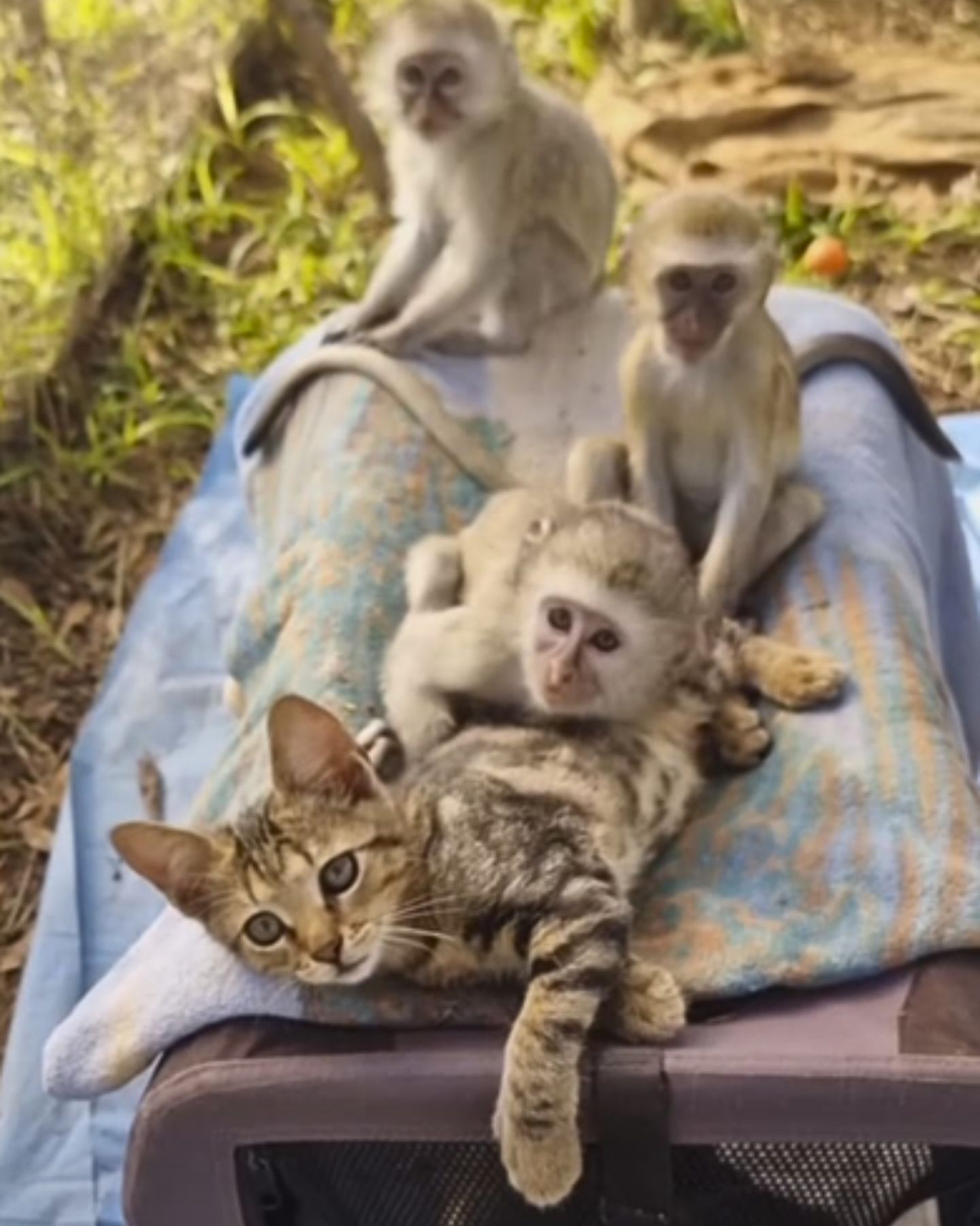 monkeys and cat laying together