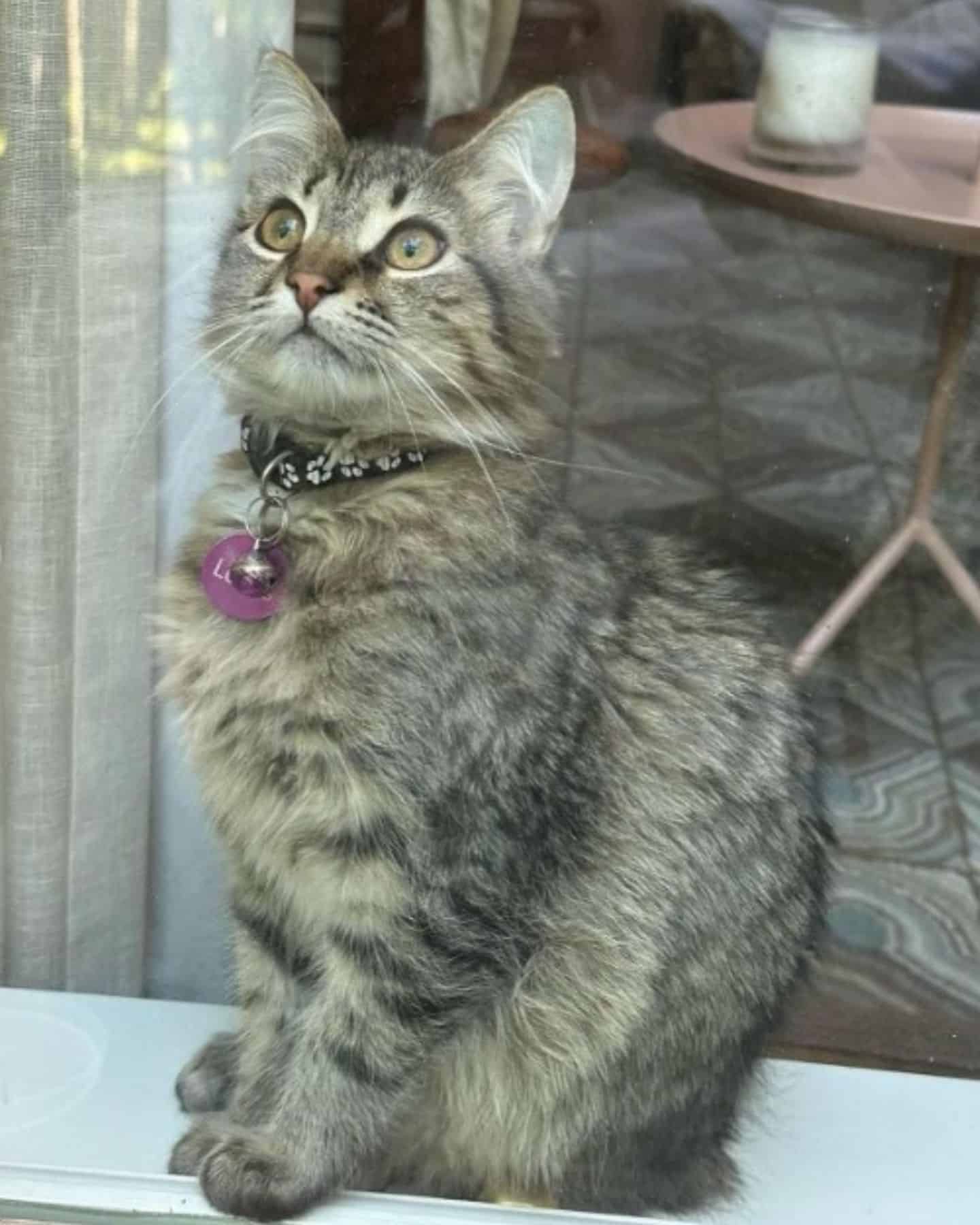 nice cat with necklace
