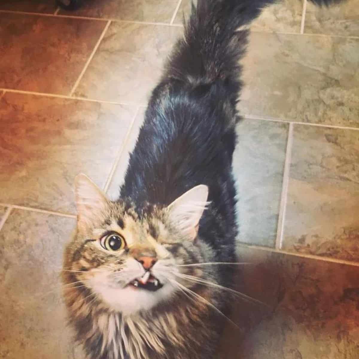 oneeyed cat standing on kitchen floor