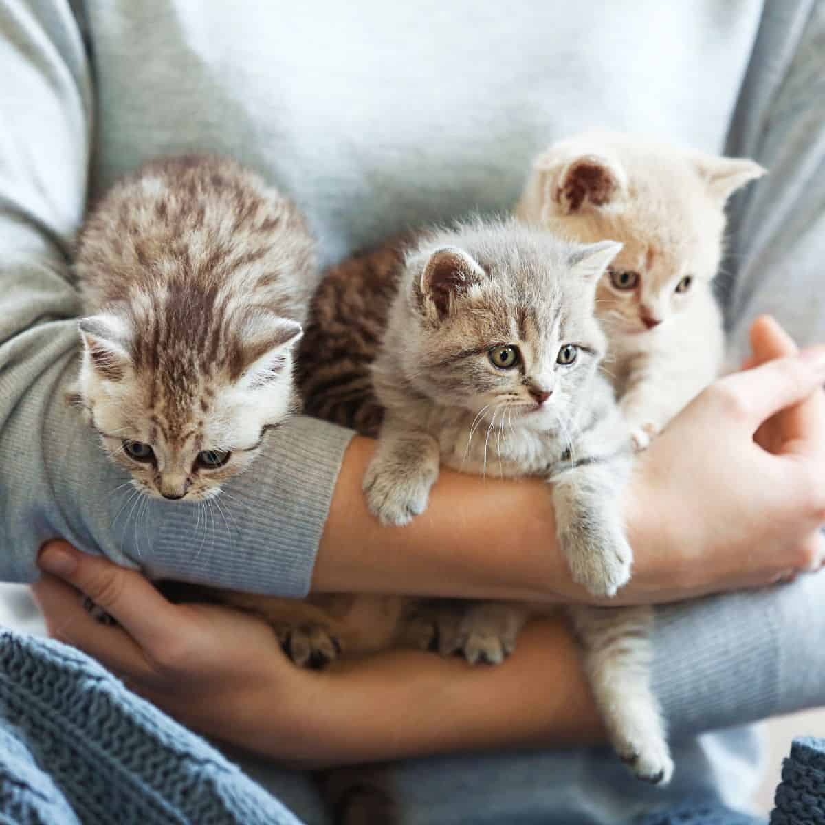 owner holding three kittens