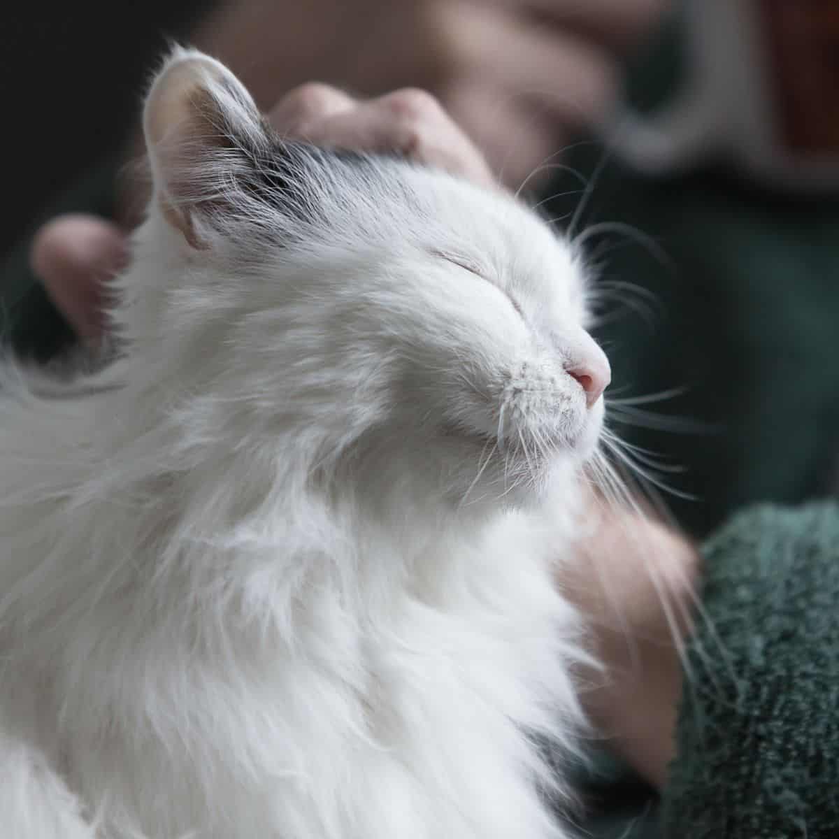owner petting white cat