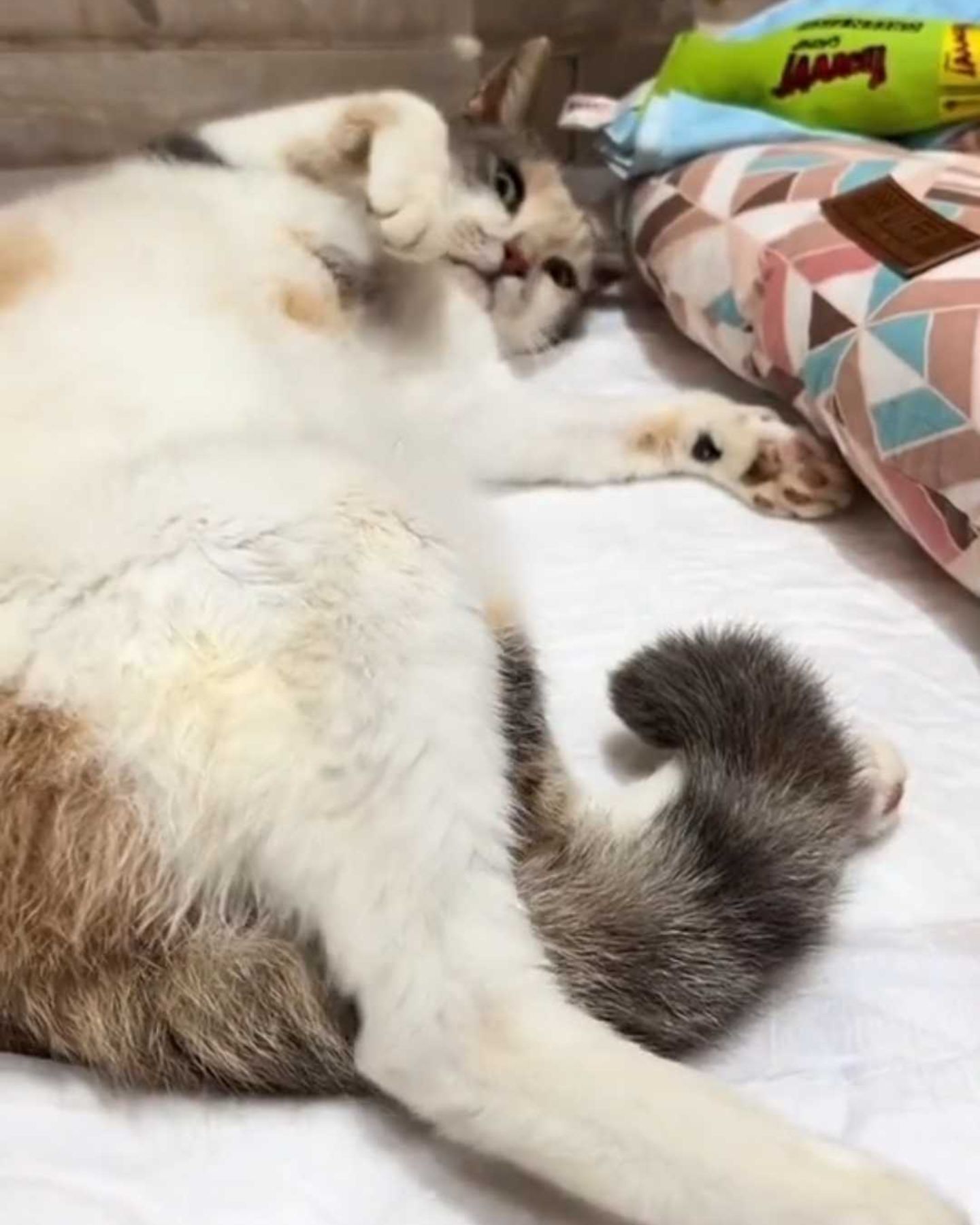 paralyzed cat laying on back