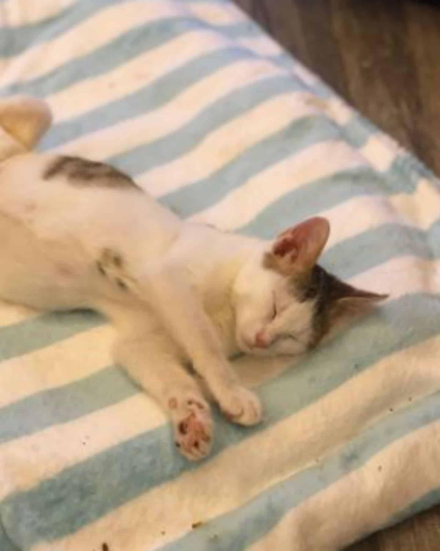 paralyzed kitten sleeping