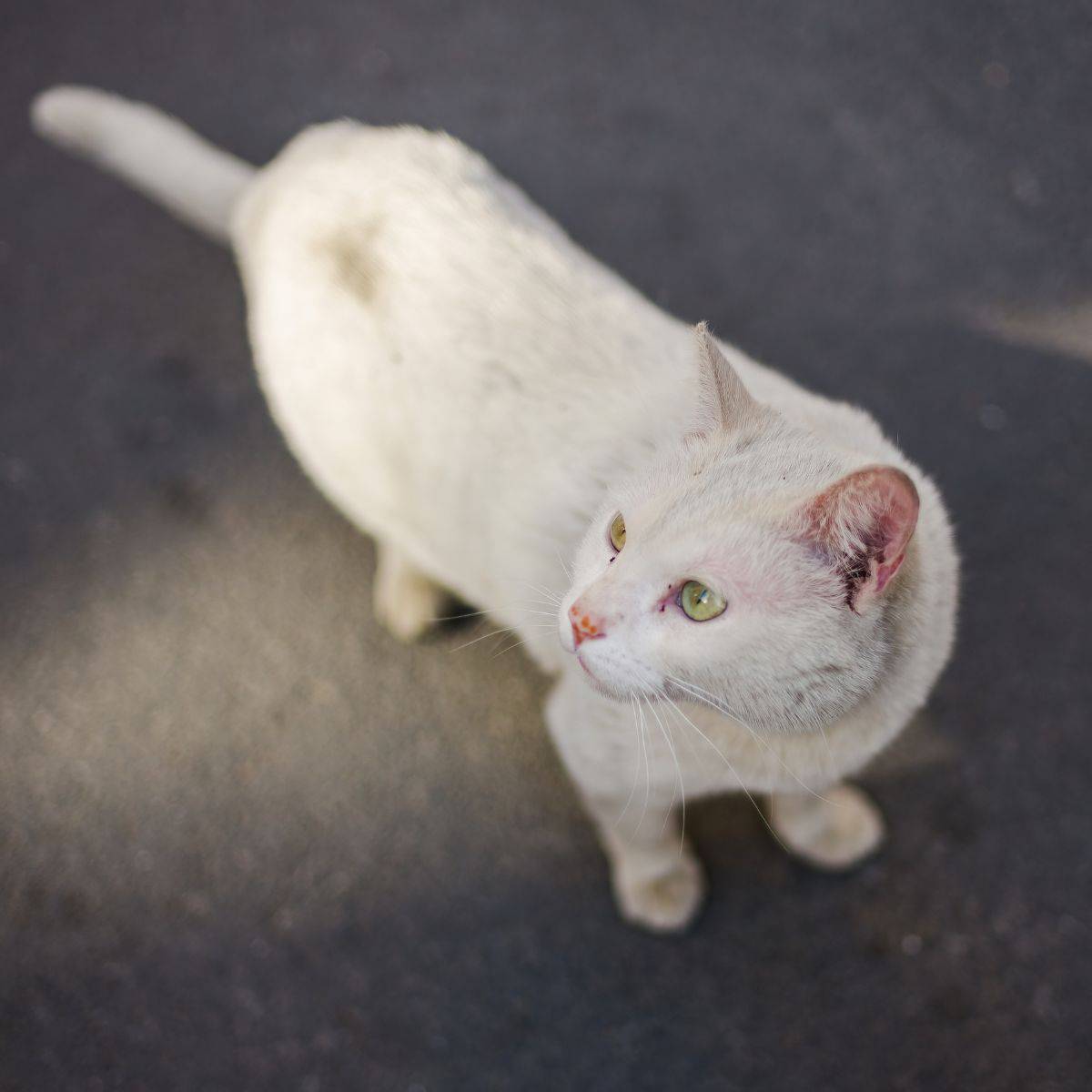 photo of a white cat
