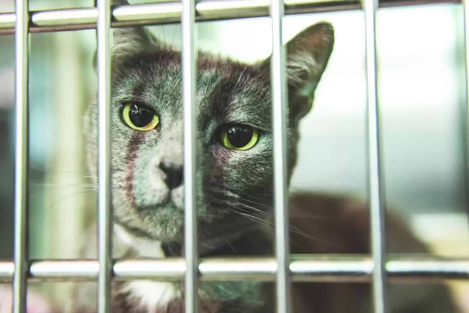 sad cat in cage