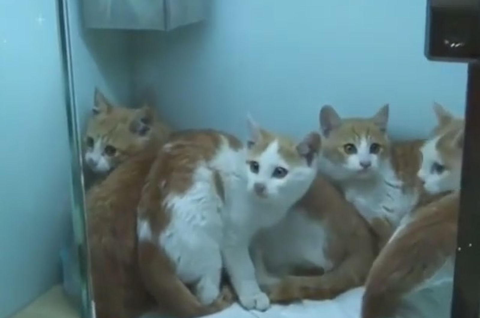 scared kittens