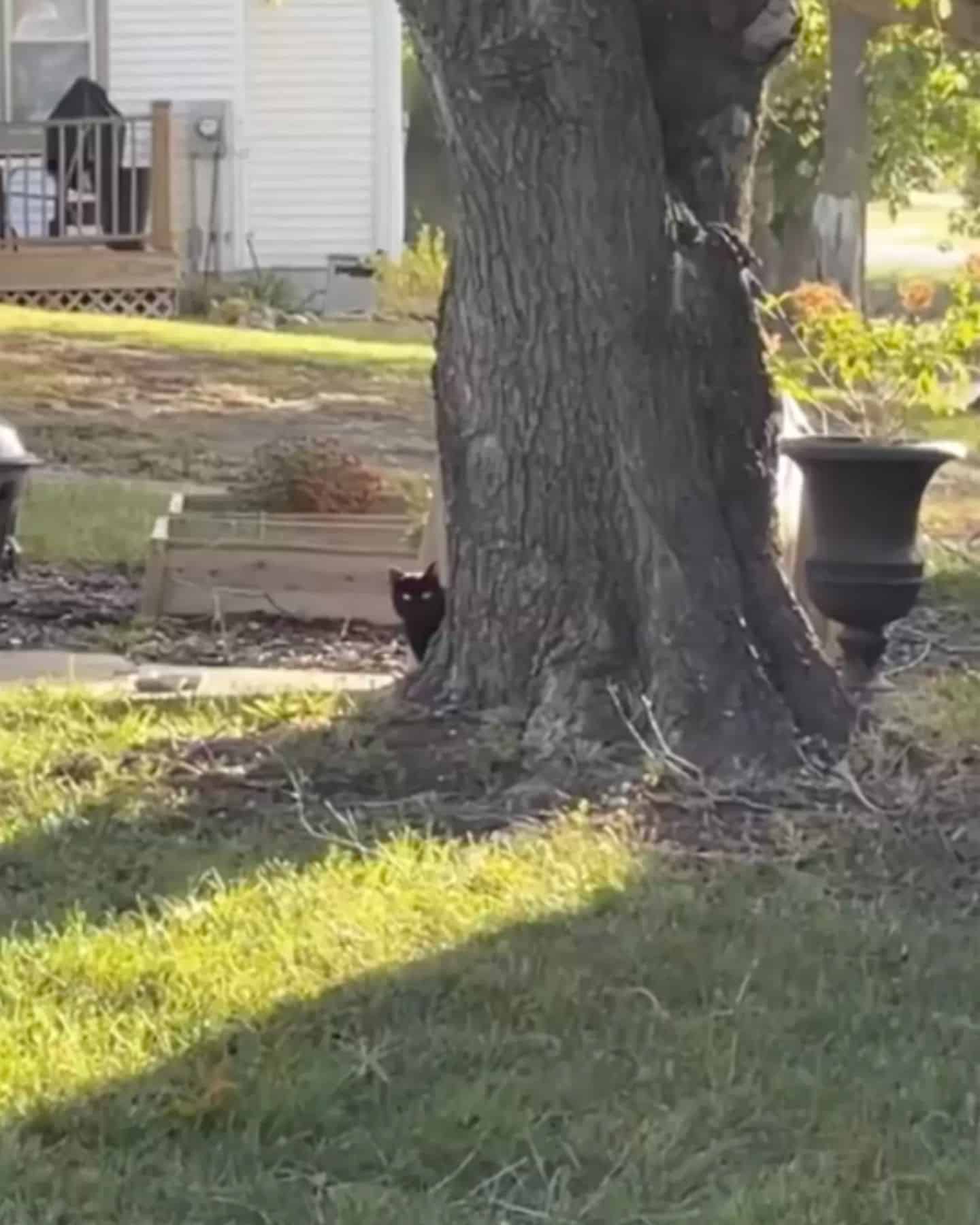 stray cat standing behind the tree