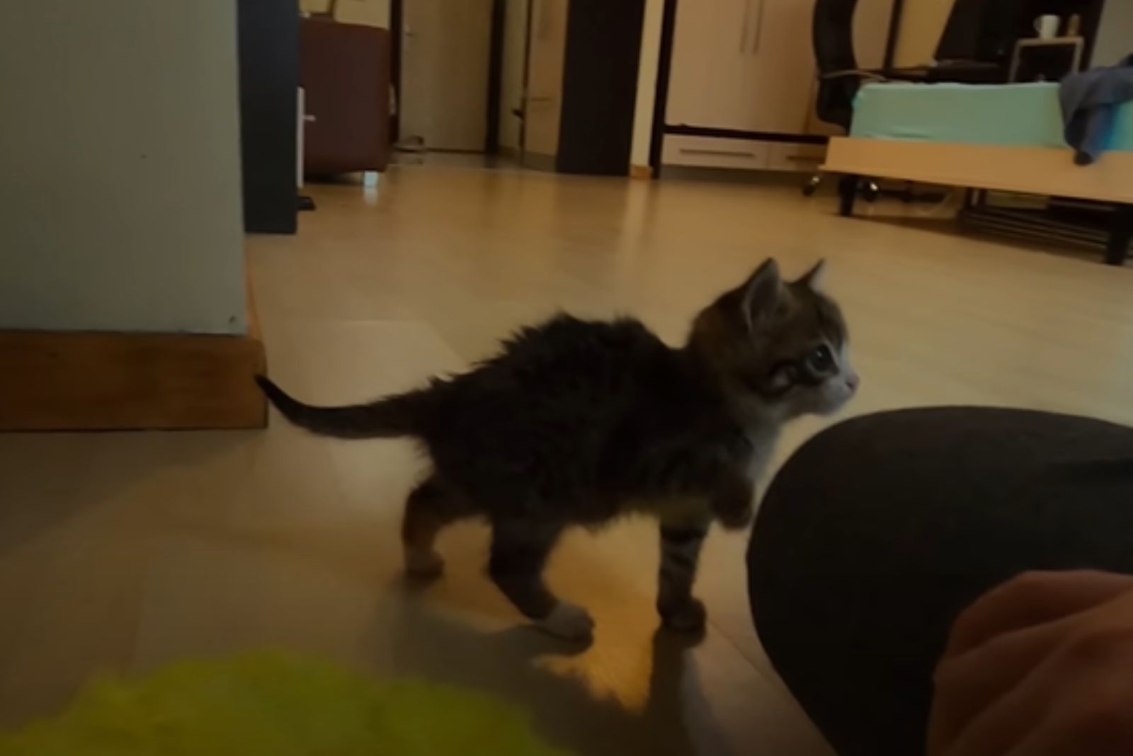 sweet kitten walking in the house