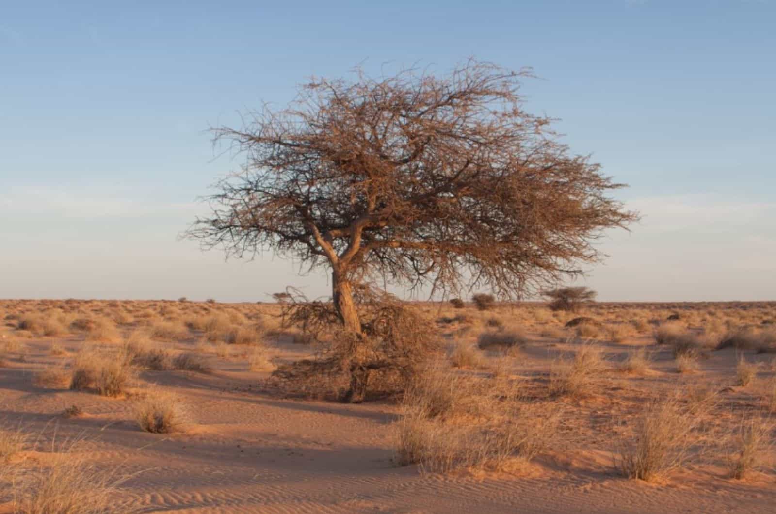 tall tree in desert