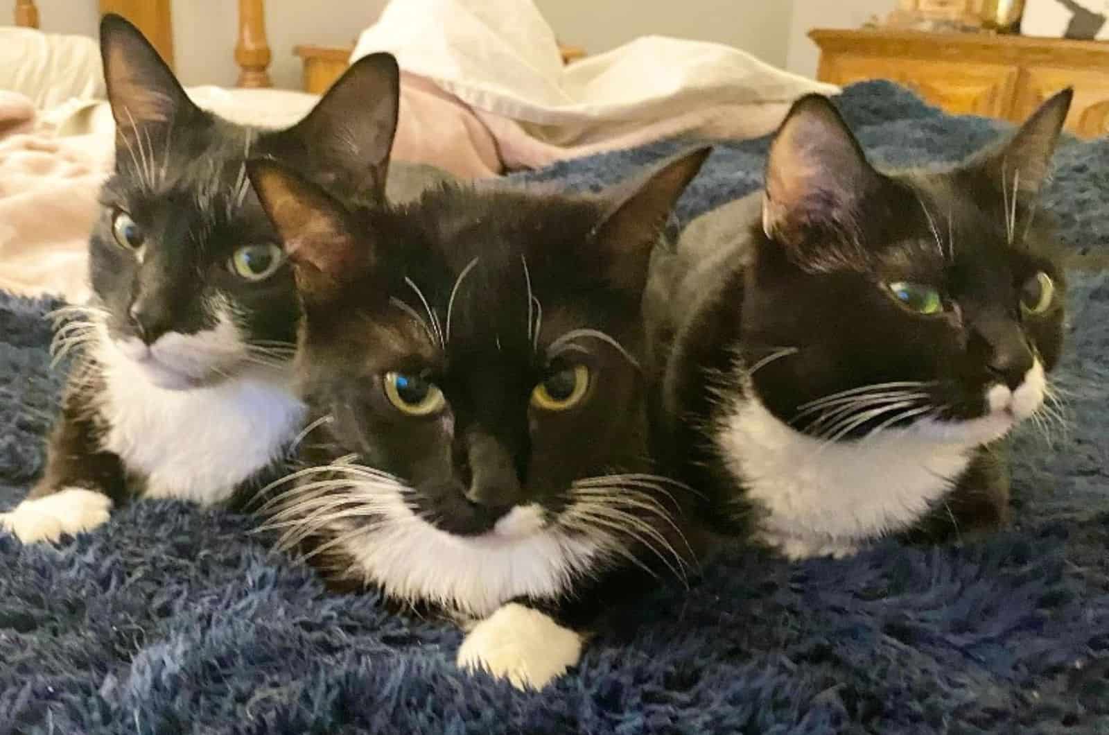 three identical cats