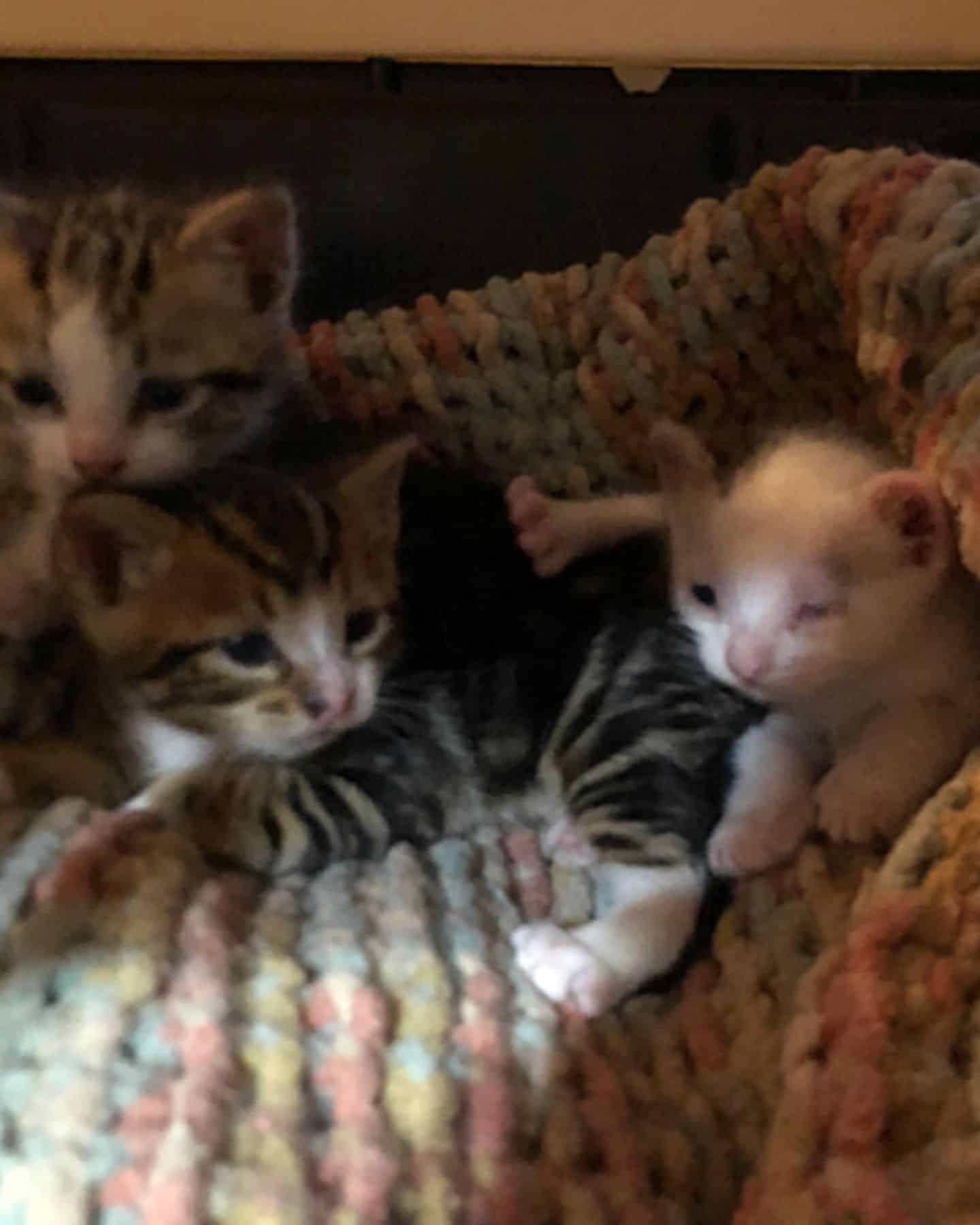 three kittens on a blanket