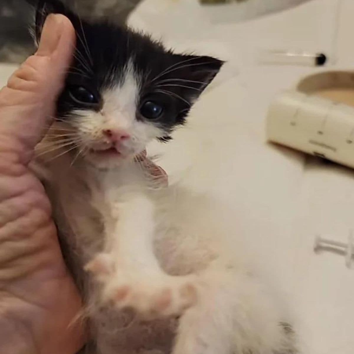 tiny black and white kitten