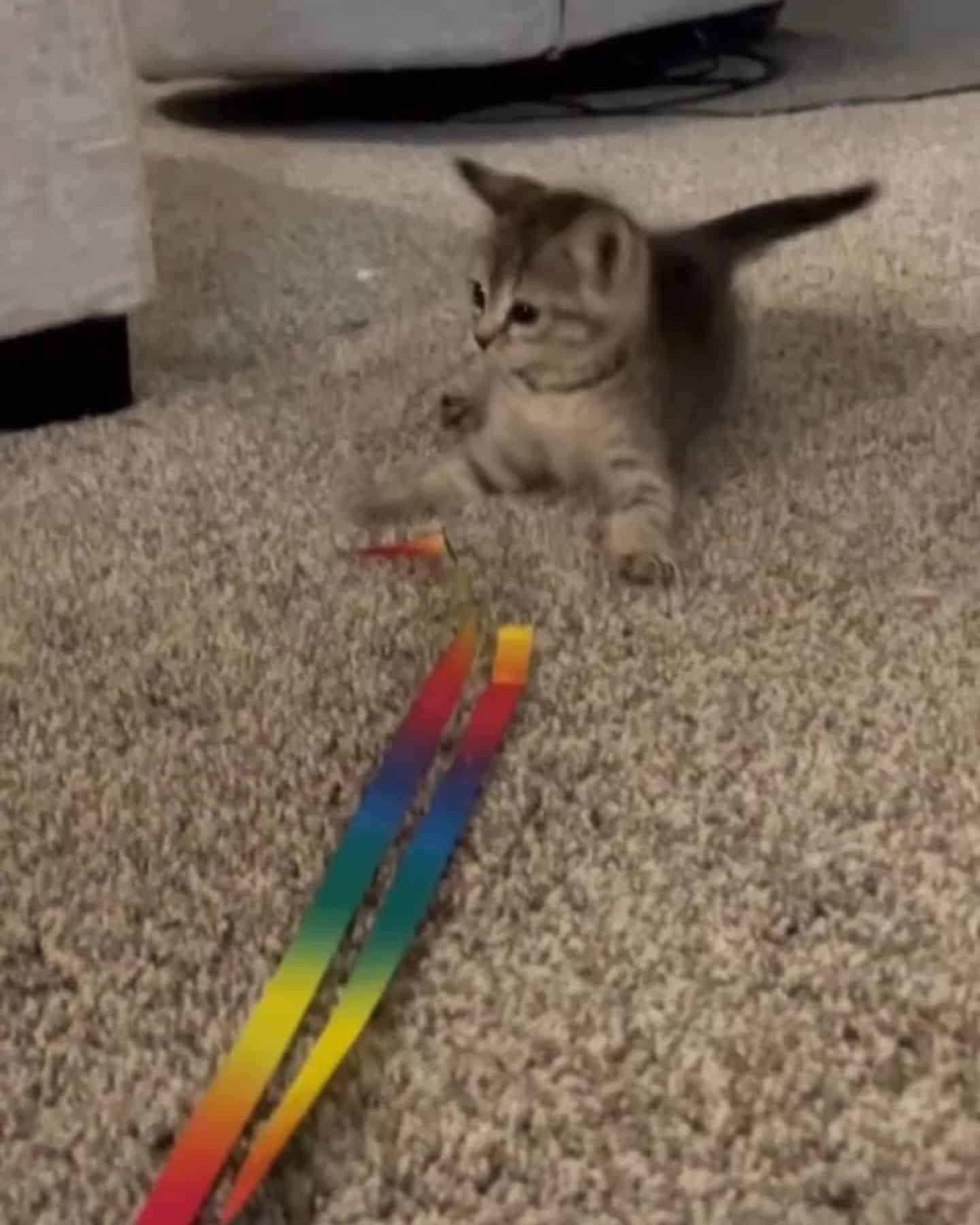 tiny kitten playing on the floor