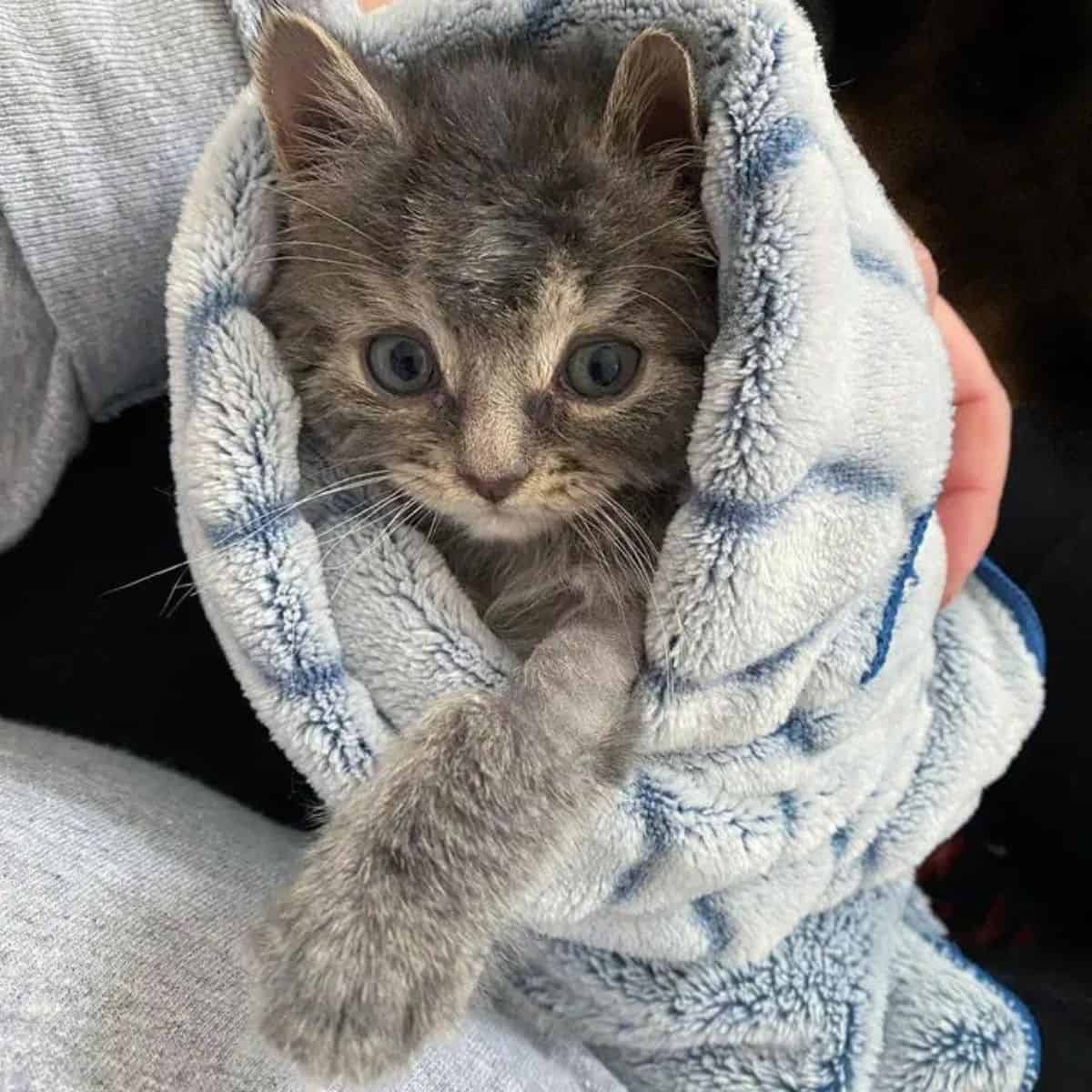 tiny kitten wrapped in a blanket