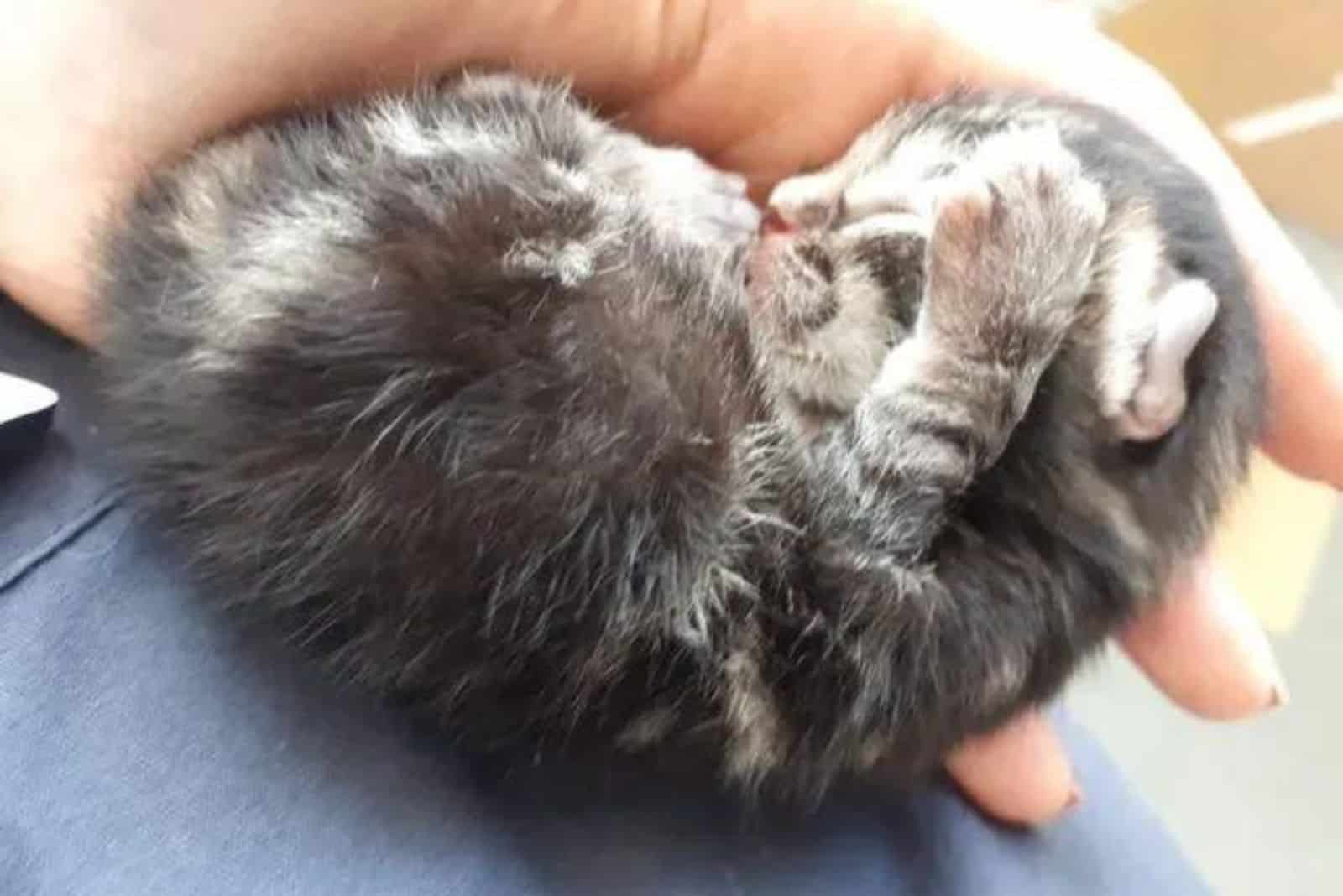 tiny uninjured kitten