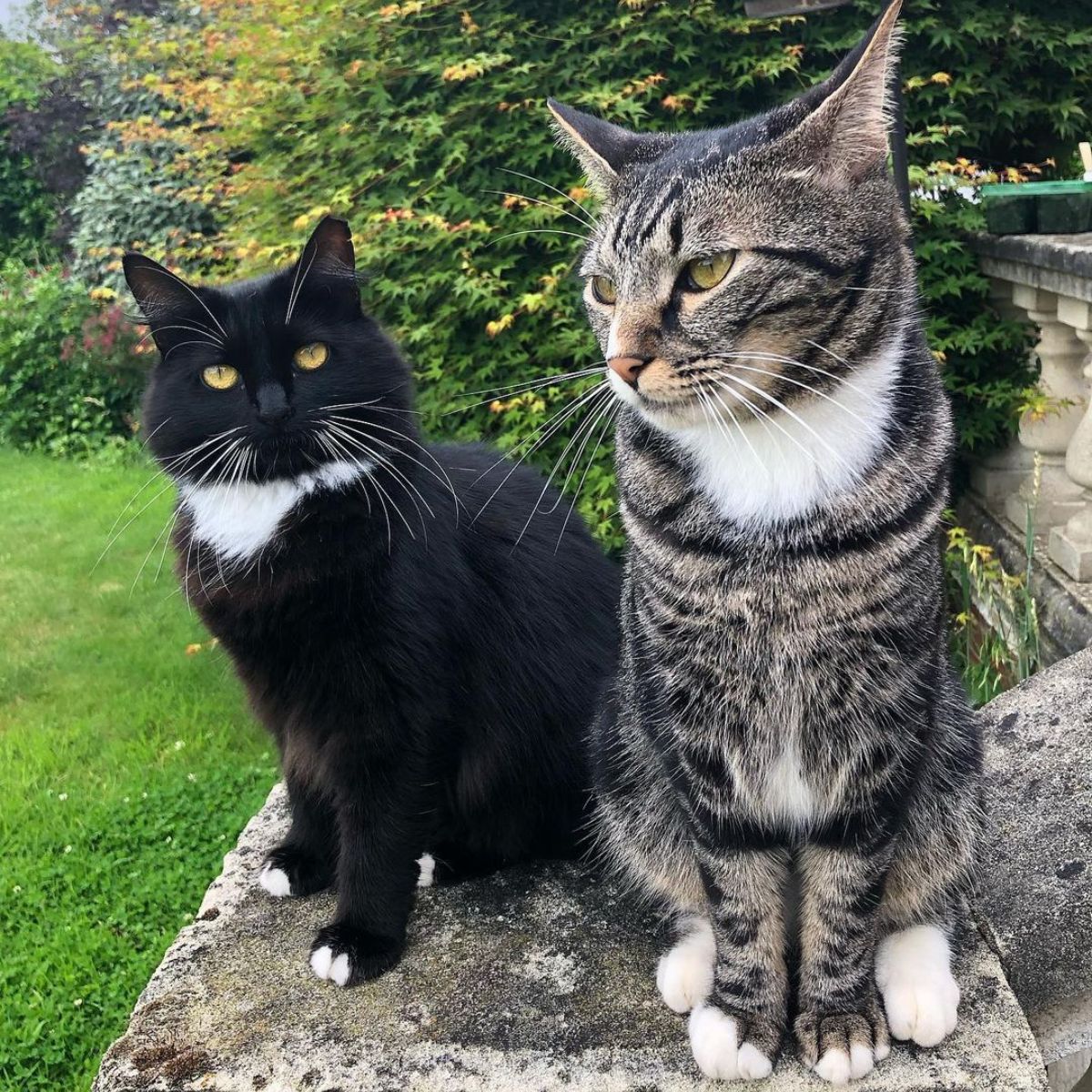 two adult cats