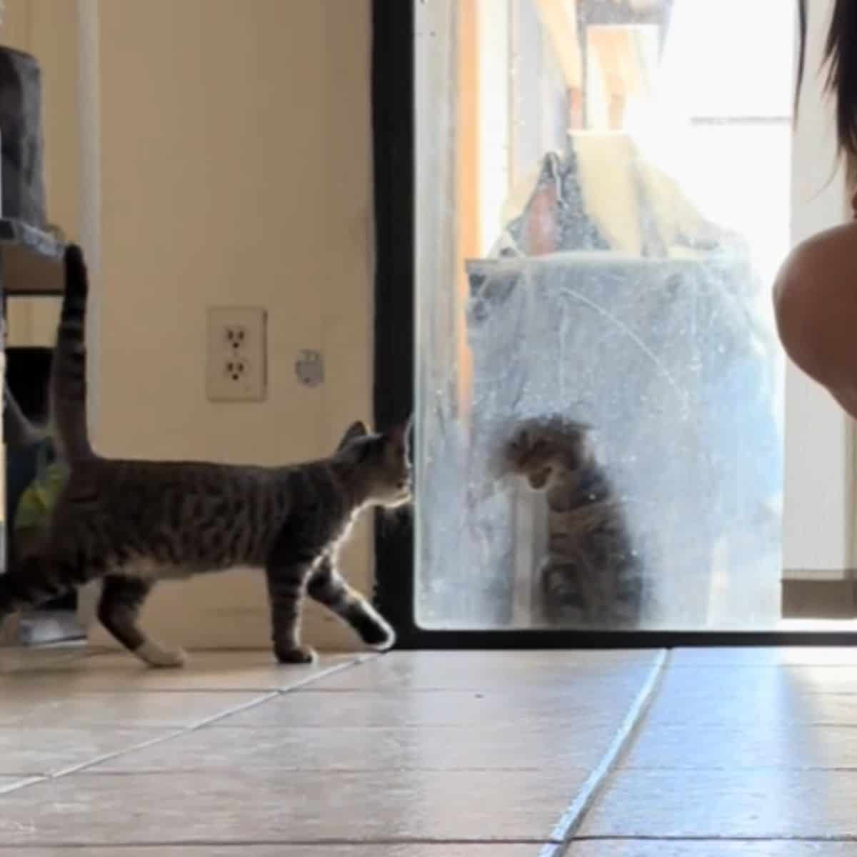 two cats looking at each other through glass door