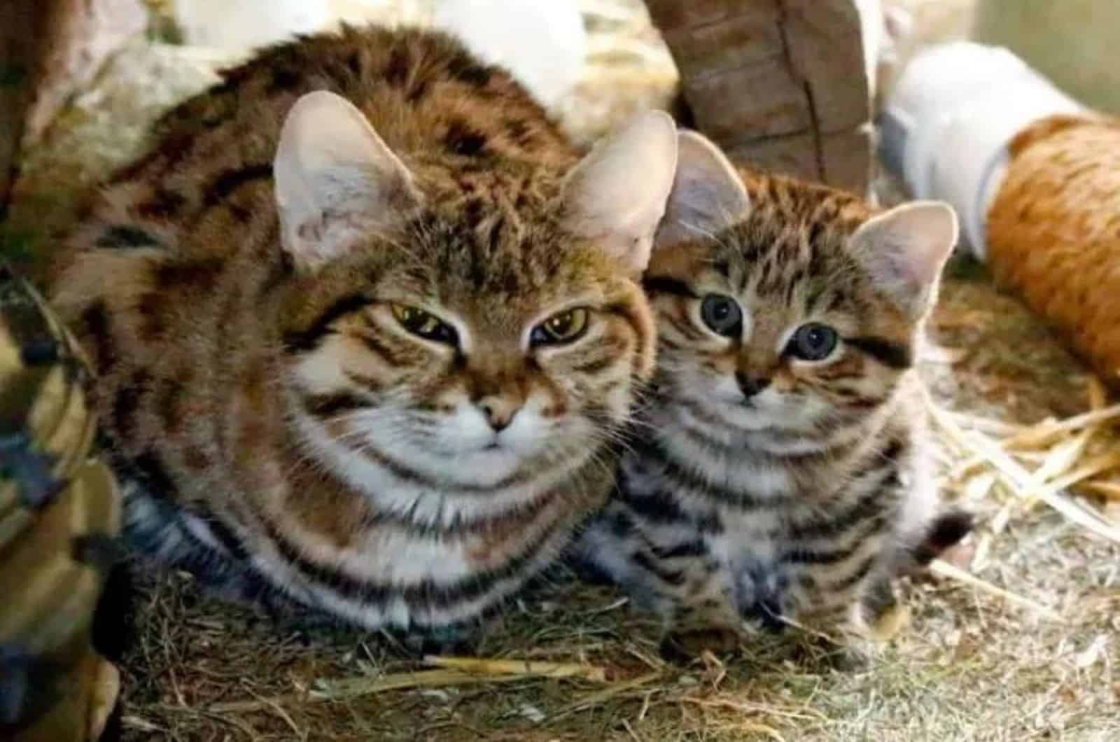 two cats next to each other