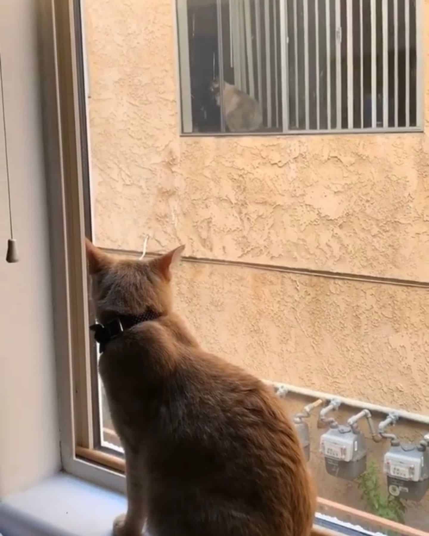 two cats on windows