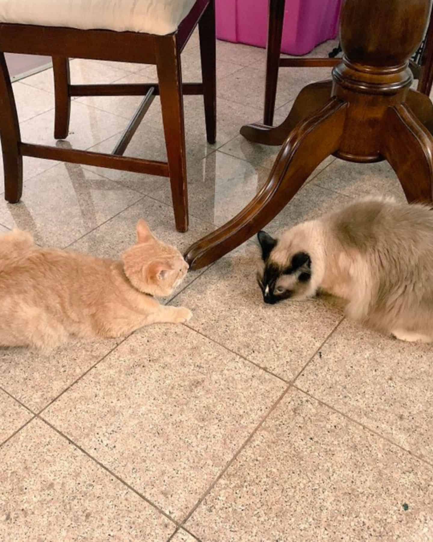 two cats playing together