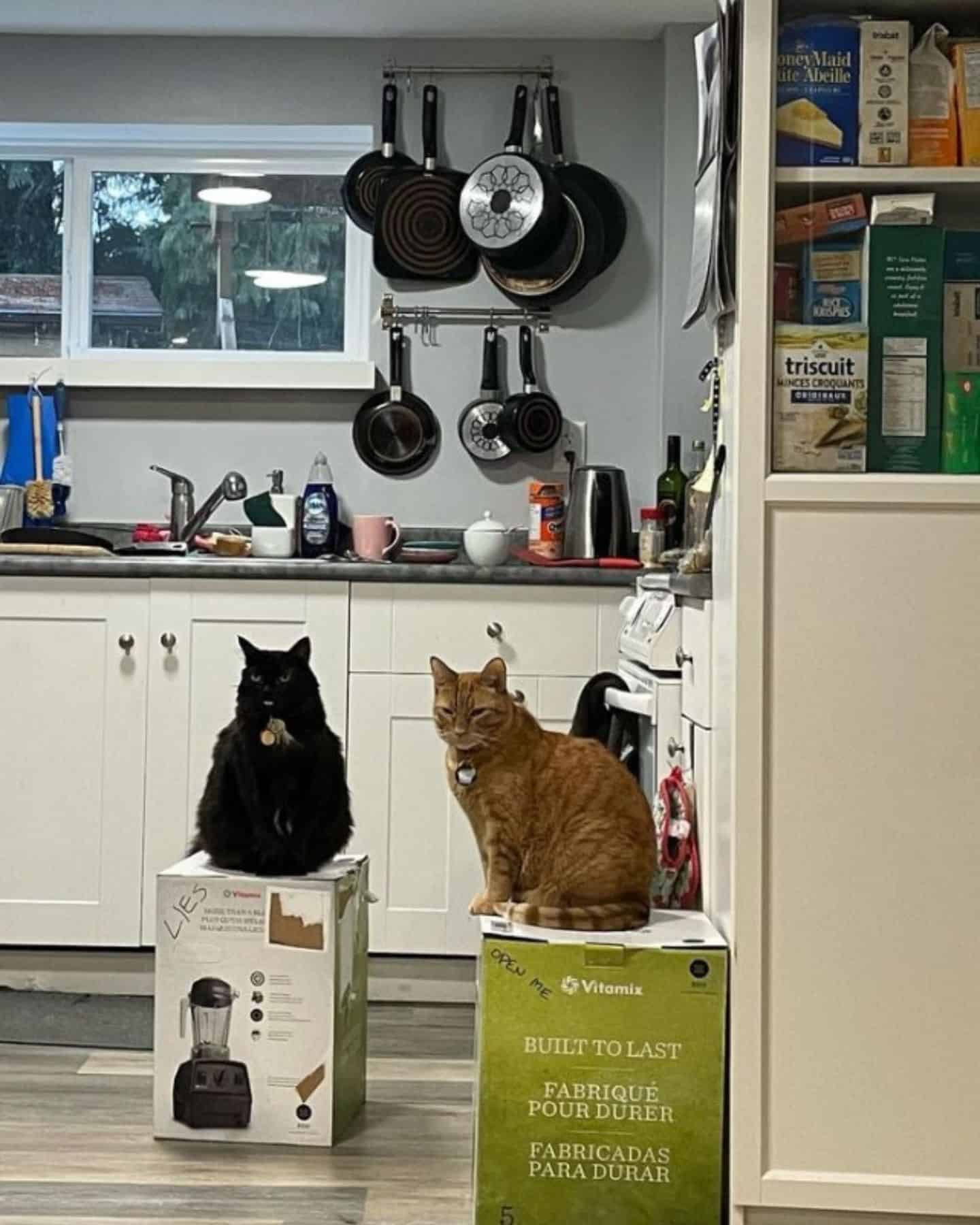 two cats sitting on two boxes