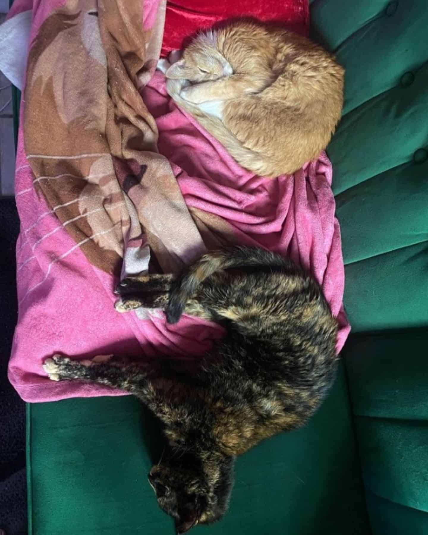 two cats sleeping on green sofa