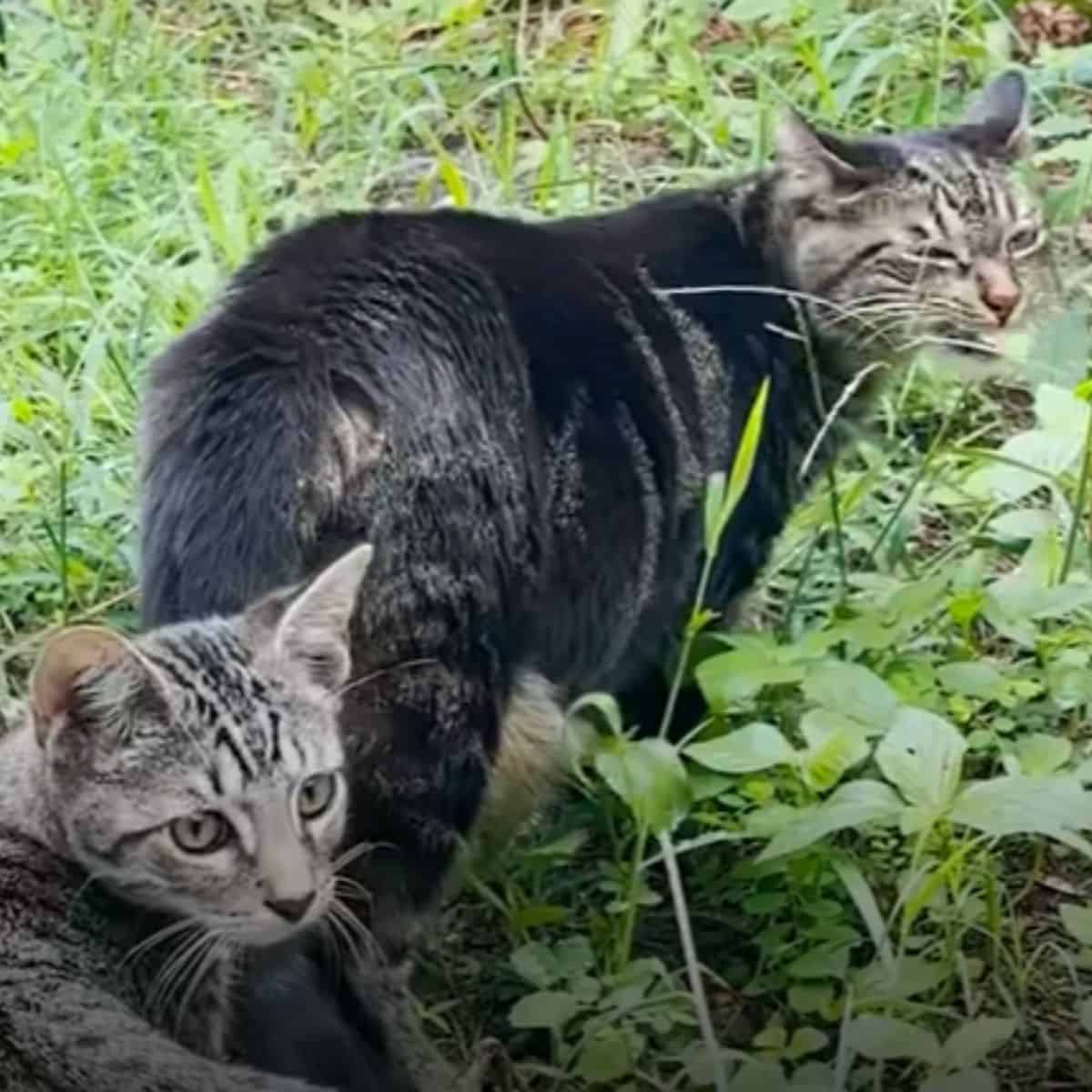 two cats walking in grass