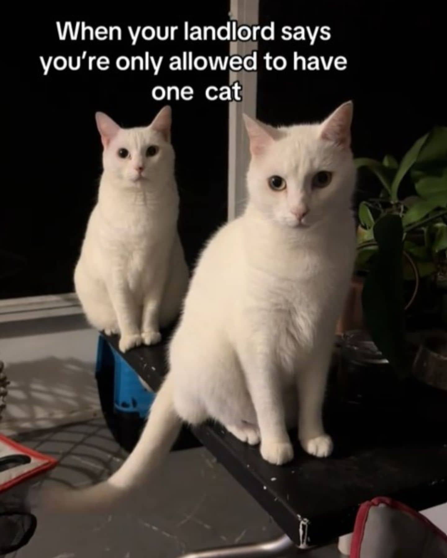 two identical cats