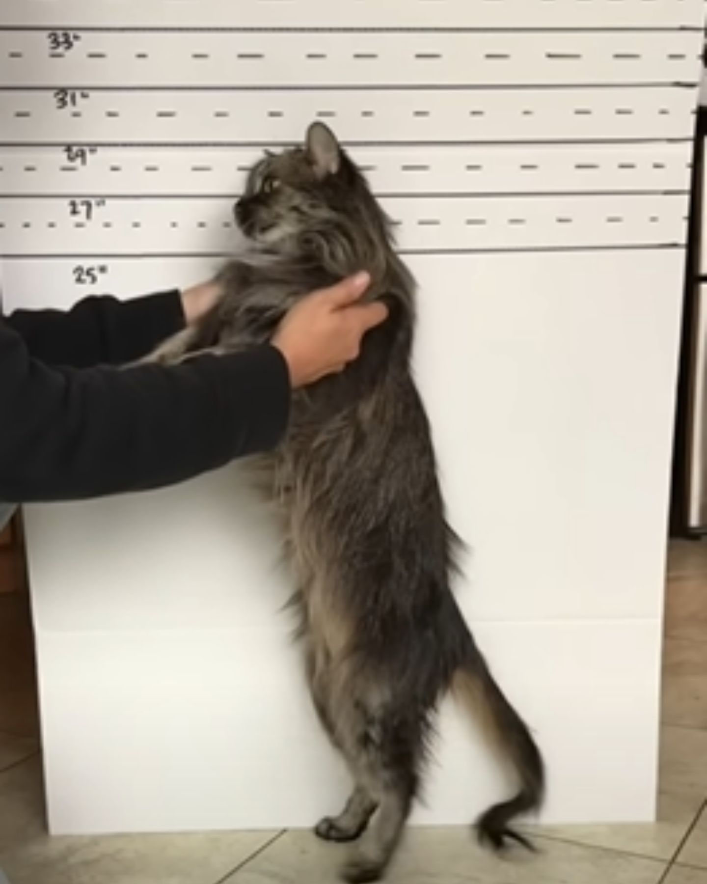 very tall cat