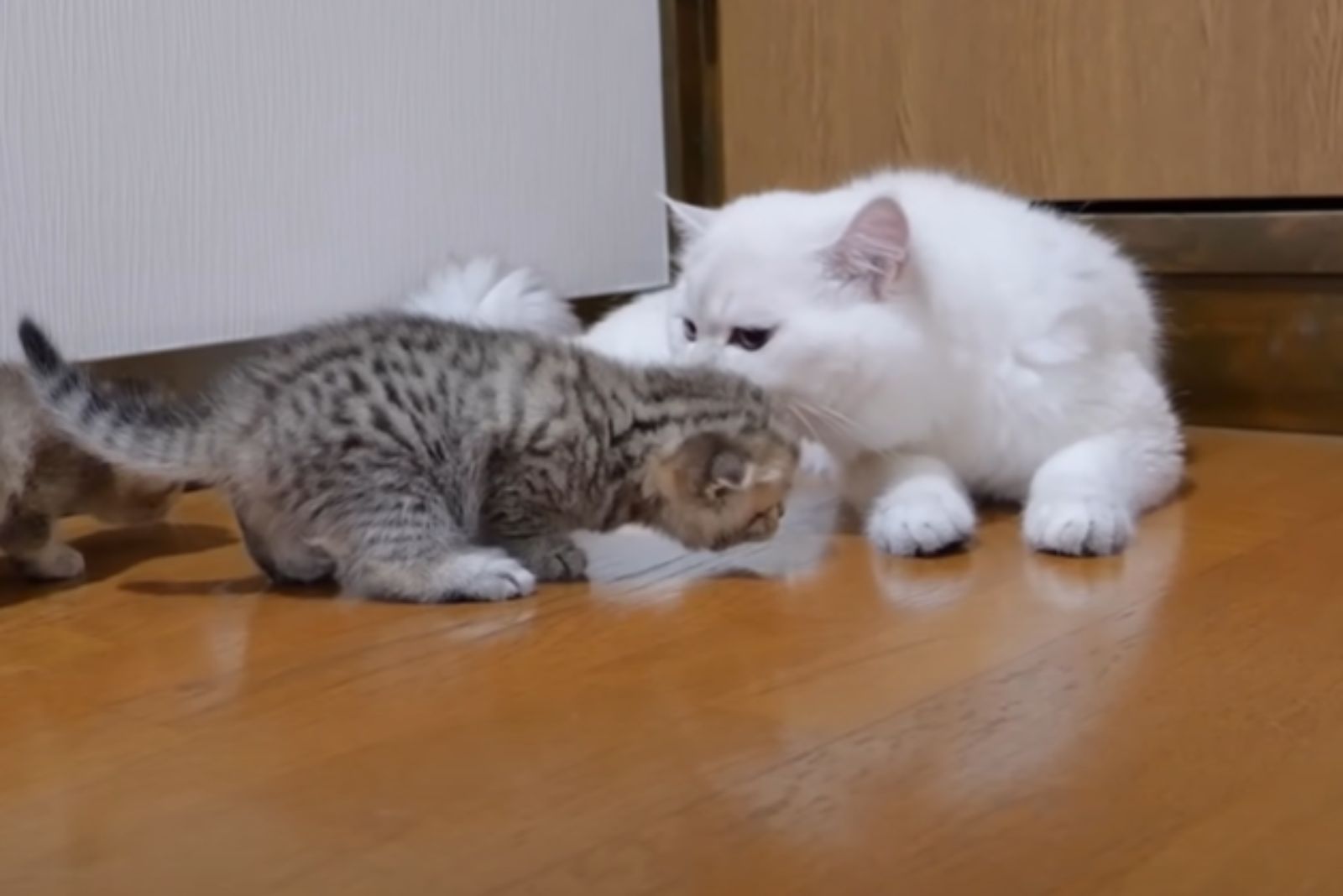 white cat and gray kitten