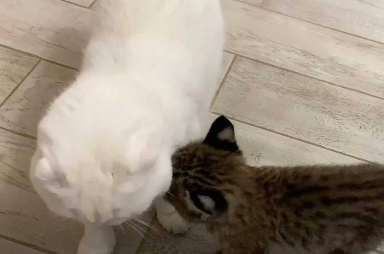 white cat and lynx