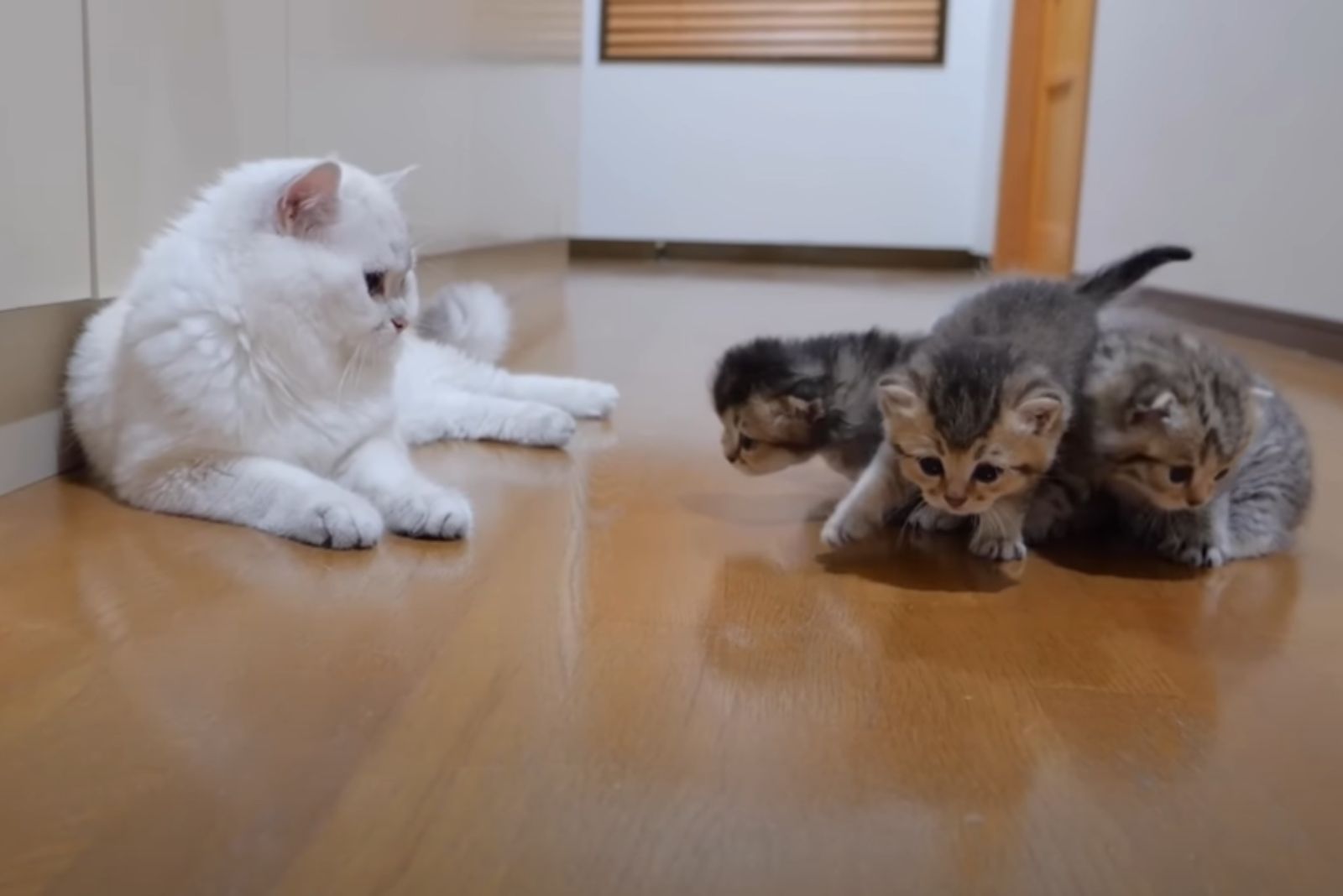 white cat and three gray kittens