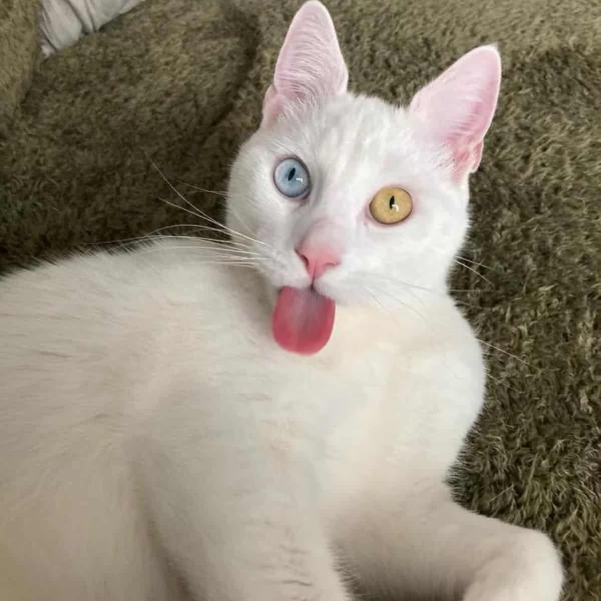 white cat sticking its tongue put