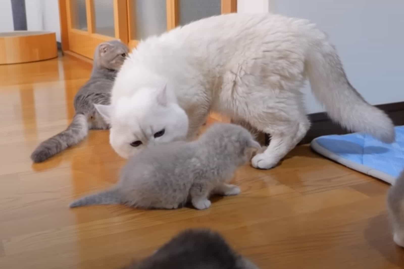 white fluffy cat and kittens