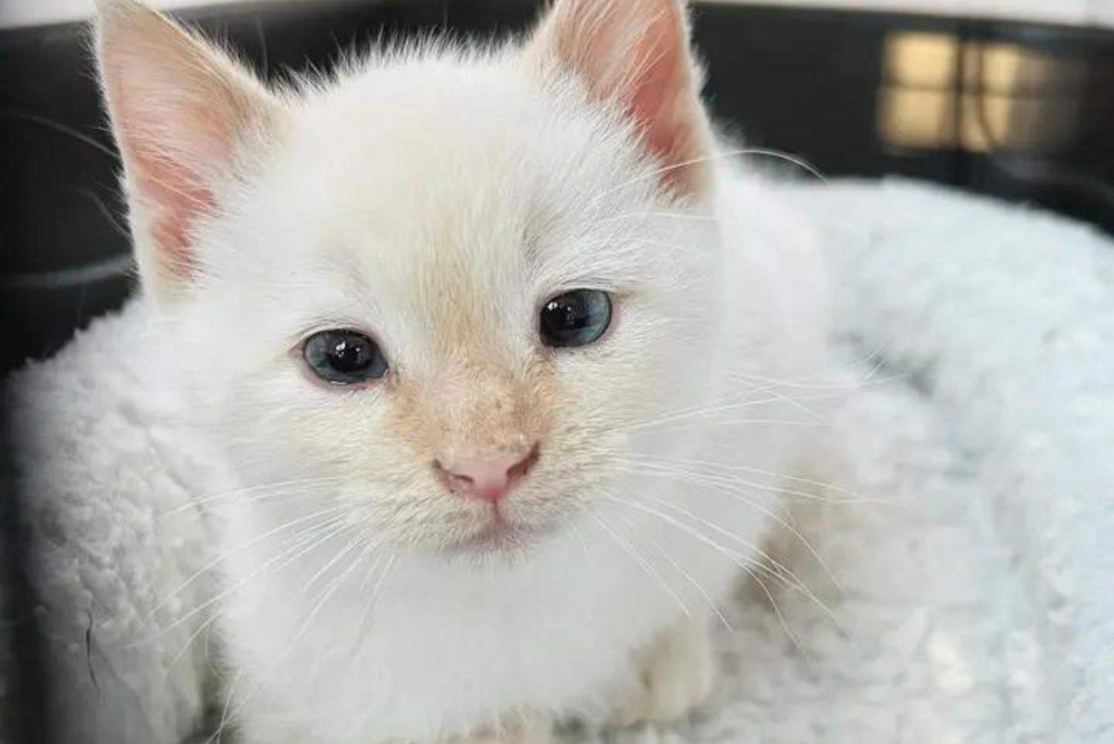 white kitten