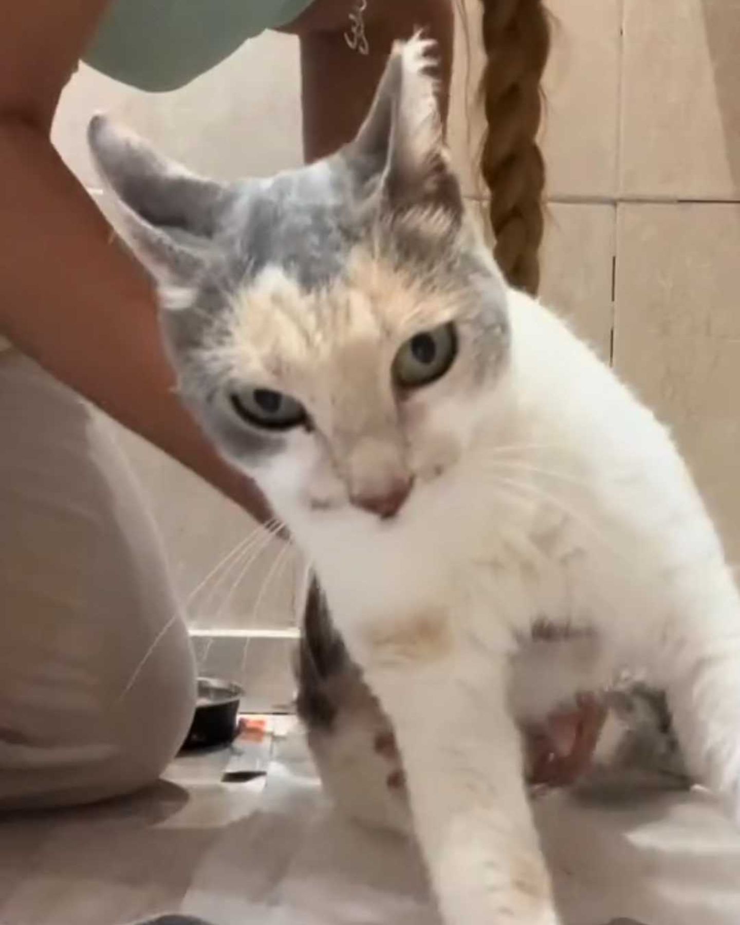 woman helping paralyzed cat