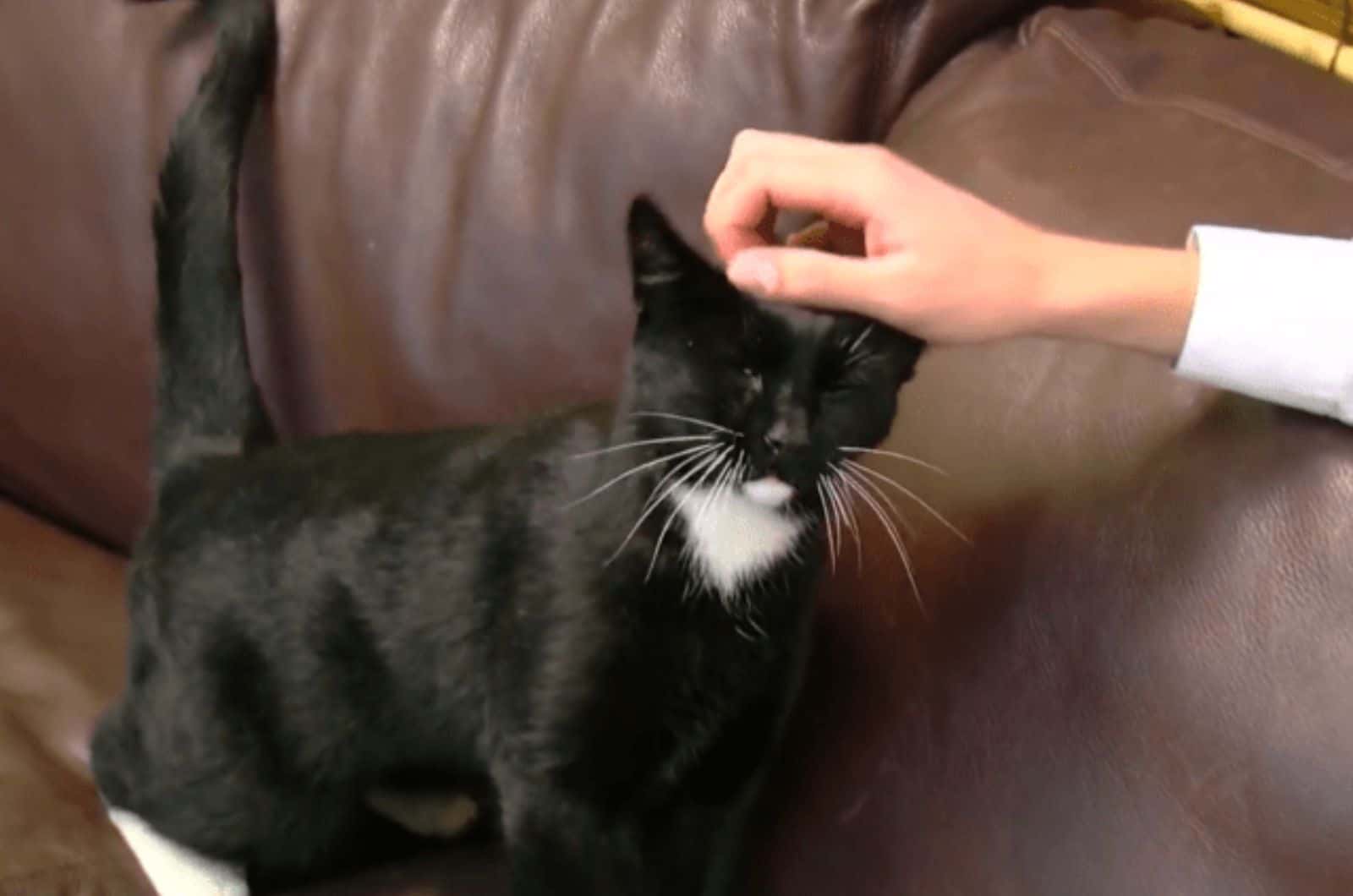 woman petting black cat