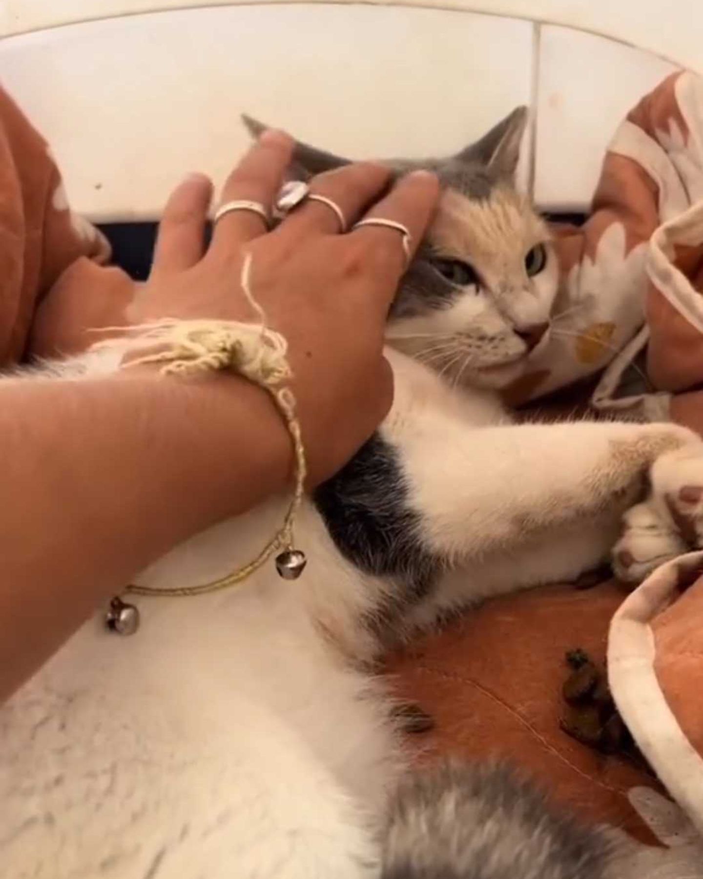woman petting paralyzed cat