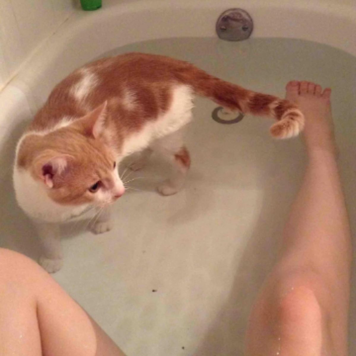 cat in the bathtub filled with water
