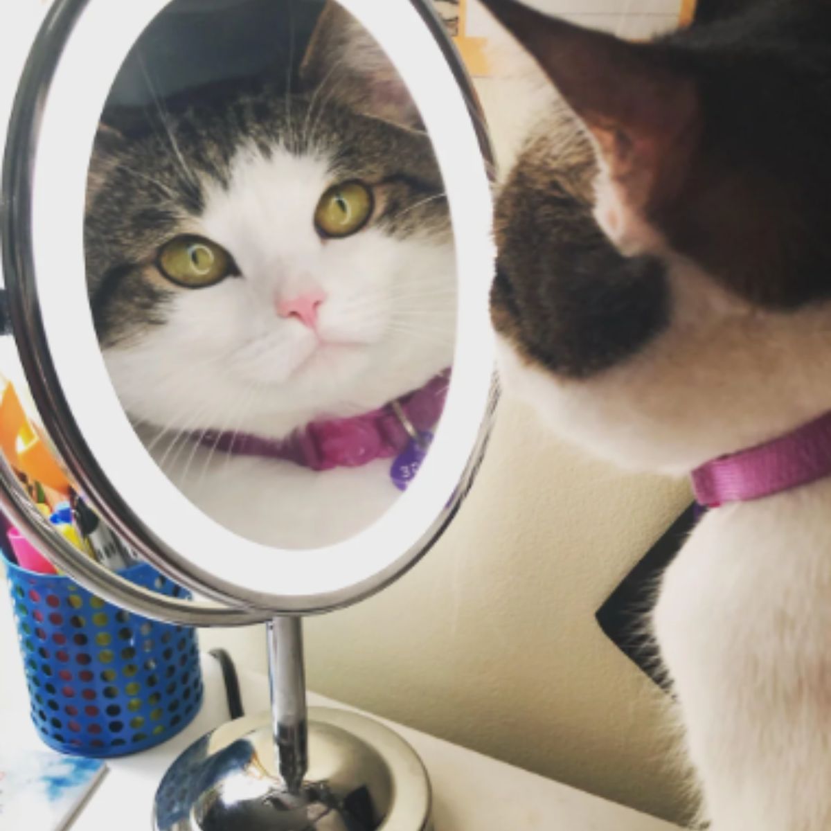 cat looking at herself in the mirror