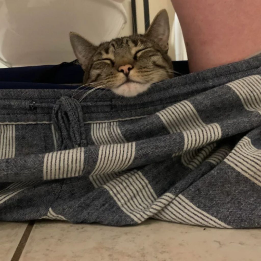 cat in owner's pants 